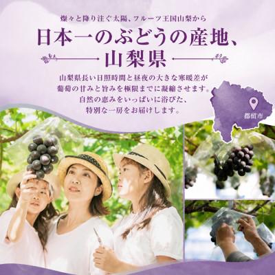 ふるさと納税 都留市 【2027年発送】ピオーネ　粒(約1.3kg)山梨県産フルーツ |  | 02