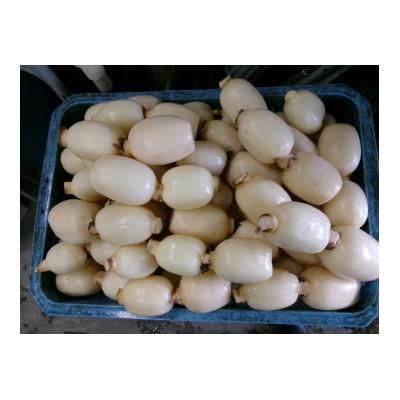 ふるさと納税 稲敷市 ひかりれんこん小袋入り　計4袋(1袋　400g) |  | 01
