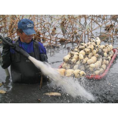 ふるさと納税 稲敷市 ひかりれんこん小袋入り　計4袋(1袋　400g) |  | 02