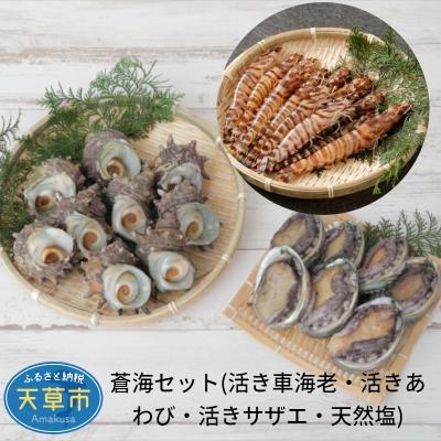 ふるさと納税 天草市 ※指定日必須※蒼海セット(活き車海老・活きあわび・活きサザエ・天然塩)[先行受付]