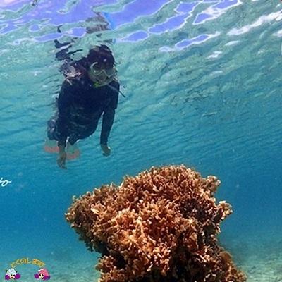 ふるさと納税 徳之島町 〜キラキラ輝く徳之島の海を満喫〜サンゴ礁スノーケリングコース(半日)