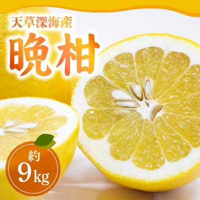 ふるさと納税 天草市 [天草深海産]晩柑 約9kg