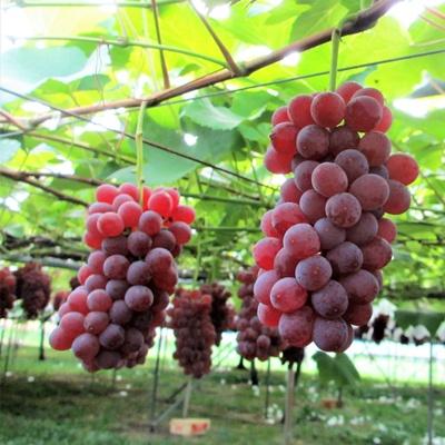 ふるさと納税 上山市 ぶどう(デラウェア)2kg