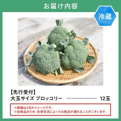 ふるさと納税 当別町 【2026年先行受付】氷詰めブロッコリー縦置き12玉_tb21-001_1