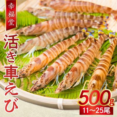 ふるさと納税 天草市 [指定日必須][鮮度抜群]厳選・幸福堂の活き車えび(500g)