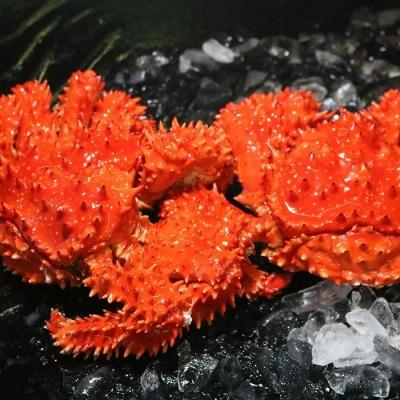 ふるさと納税 根室市 浜ゆで花咲がに活時700〜900g前後×3尾