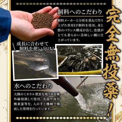 ふるさと納税 曽於市 無投薬!鹿児島県産うなぎ蒲焼セット<特上>(計960g・ 約160g以上×6尾) タレ・山椒付 |  | 02