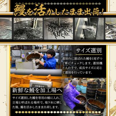 ふるさと納税 曽於市 無投薬!鹿児島県産うなぎ蒲焼セット<特上>(計960g・ 約160g以上×6尾) タレ・山椒付 |  | 03