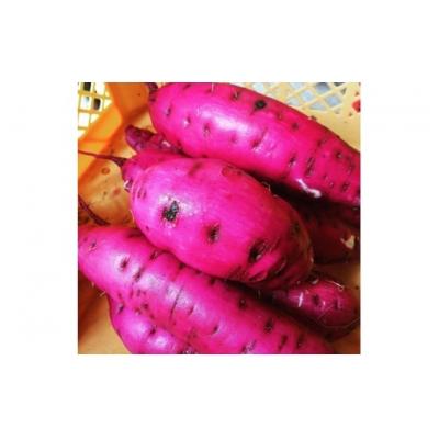 ふるさと納税 飯能市 ≪飯能産≫さつまいも おまかせ2種食べ比べセット