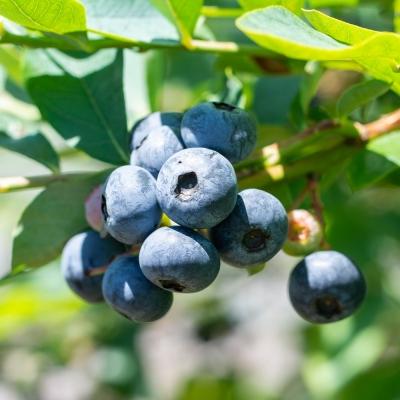 ふるさと納税 薩摩川内市 [数量限定]冷凍ブルーベリー 1000g(500g×2) (B-18)