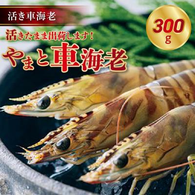 ふるさと納税 天草市 [指定日必須]活き車海老「やまと車海老」300g[先行受付]