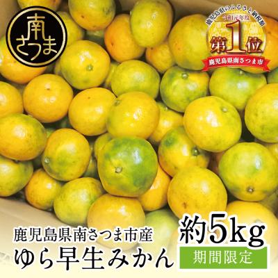 ふるさと納税 南さつま市 [先行受付] 温州 ゆら早生 みかん 約5kg [9月発送開始] 柑橘フルーツ 果物 鹿児島県産