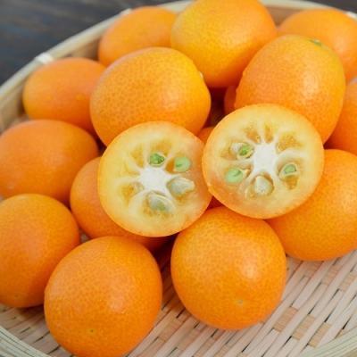 ふるさと納税 薩摩川内市 ＼皮までまるごと/鹿児島県産きんかんいりき[3L・32玉入]金柑 JA北さつま