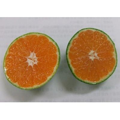 ふるさと納税 幸田町 [数量限定]幸田町産「グリーンハウスみかん 2kg化粧箱」