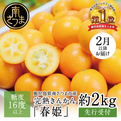 ふるさと納税 南さつま市 [2026年2月発送開始]鹿児島県産ブランドきんかん「春姫」 約2kg
