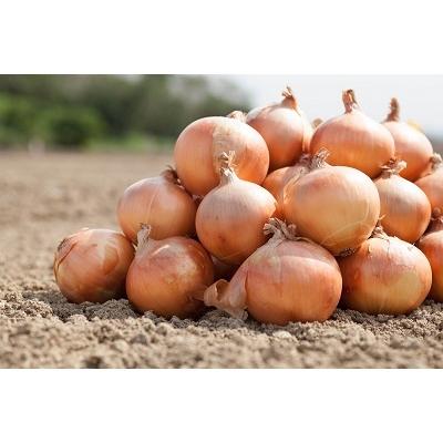ふるさと納税 南あわじ市 島玉ねぎ 10kg