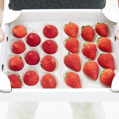 ふるさと納税 陸前高田市 [先行受付] 四季成りいちご 400g 品種おまかせ 2種 いちご 苺 フルーツ 果物 ギフト