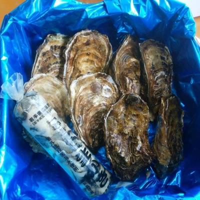 ふるさと納税 陸前高田市 牡蠣のガンガン焼きとむき身セット[殻付き牡蠣8個&amp;むき身牡蠣150g]