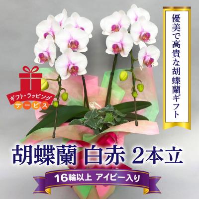 ふるさと納税 碧南市 胡蝶蘭　白赤　2本立て16輪以上　アイビー入り　H042-013 | 