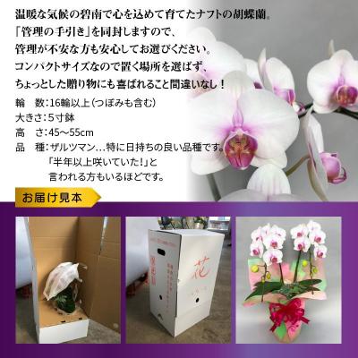 ふるさと納税 碧南市 胡蝶蘭　白赤　2本立て16輪以上　アイビー入り　H042-013 |  | 01
