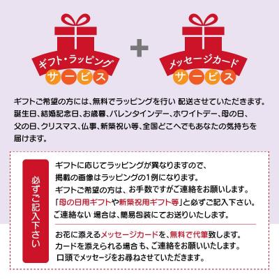 ふるさと納税 碧南市 胡蝶蘭　白赤　2本立て16輪以上　アイビー入り　H042-013 |  | 03