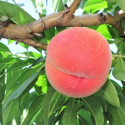 ふるさと納税 上山市 桃(玉うさぎ)2.5kg 特秀品 0047-2607の画像