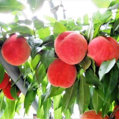 ふるさと納税 上山市 山形の旬の桃(品種おまかせ)3kg 0017-2603の画像
