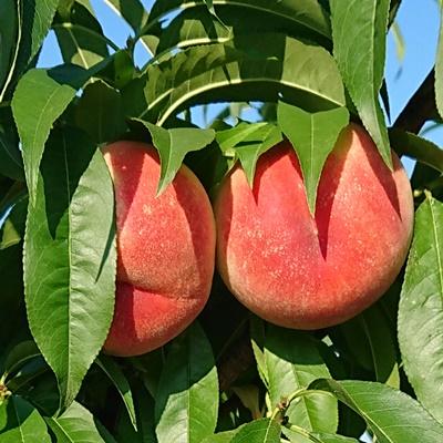 ふるさと納税 上山市 桃(葉取らず桃)2〜2.5kg 0015-2603の画像