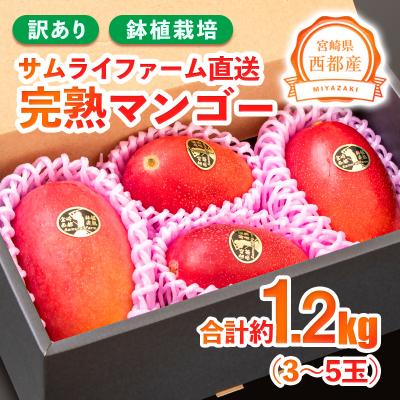 ふるさと納税 西都市 [先行受付]西都市産完熟マンゴー約1.2kg(3〜5玉)[訳あり]鉢植栽培[2917]