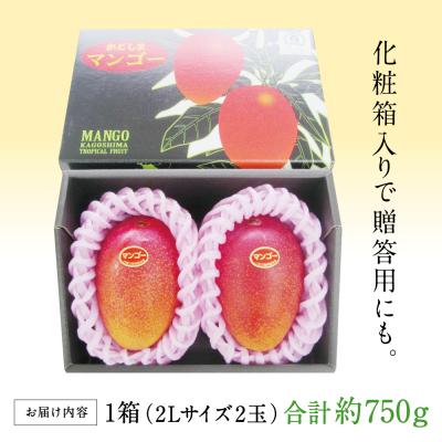 ふるさと納税 南さつま市 【5月〜6月発送】鹿児島県産 完熟マンゴー 2Lサイズ 2玉(化粧箱入り) 期間限定_3