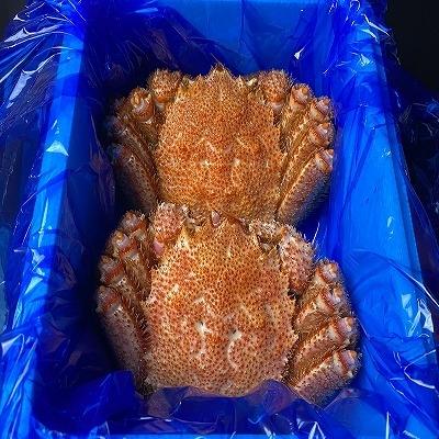 ふるさと納税 根室市 浜ゆで毛がに350g前後×2尾 A-21001 |  | 03