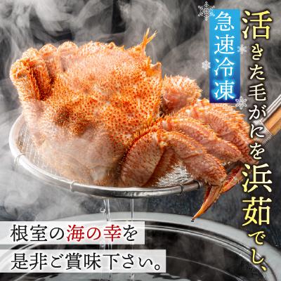 ふるさと納税 根室市 ＜計800前後＞【北海道根室産】毛がに400g前後×2尾 B-21003 |  | 01