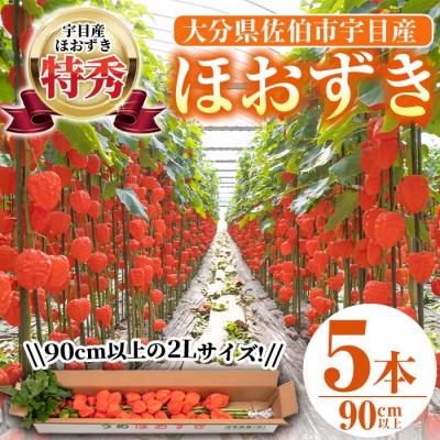 ふるさと納税 佐伯市 <先行受付中!お盆前頃に発送予定>驚きの大きさ! 宇目産ほおずき(5本・2L)