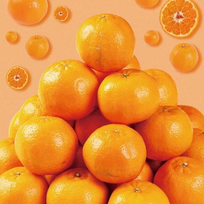ふるさと納税 室戸市 【訳あり】人気の柑橘室戸産ポンカン2.5kg |  | 01