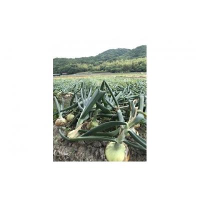 ふるさと納税 南あわじ市 ＼うまい玉ねぎできたでー/特別栽培玉ねぎ10kg〜ひょうご安心ブランド認証取得〜◆配送7月〜翌年1月の画像