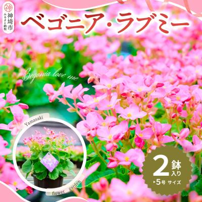 ふるさと納税 神埼市 [先行受付9月より発送 数量・期間限定]鉢花 ベゴニア・ラブミー 5号鉢×2鉢(H069115)