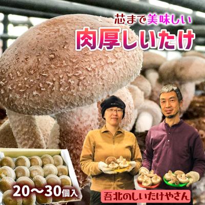 ふるさと納税 いの町 [2026年11月頃から発送]芯まで美味しい肉厚しいたけ