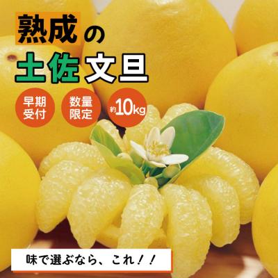 ふるさと納税 四万十市 [早期受付・数量限定]熟成の土佐文旦10kg[家庭用][2026年2月下旬より発送]R7-552