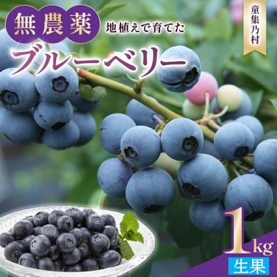 ふるさと納税 熊野市 [先行受付]童集乃村ブルーベリー(生果)1kg