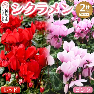 ふるさと納税 神埼市 [先行受付11月20日より発送] 鉢花 シクラメン レッド・ピンク 5号鉢×2鉢 (H069110)