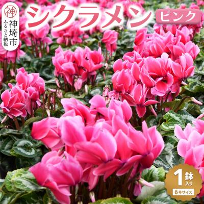 ふるさと納税 神埼市 [先行受付 11月20日より発送 数量限定]鉢花 シクラメン ピンク 6号鉢 (H069111)