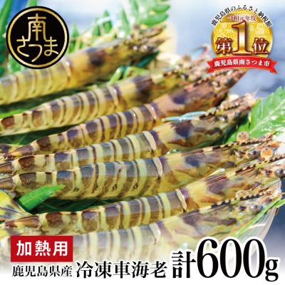 ふるさと納税 南さつま市 【鹿児島県産】冷凍 車海老 600g (加熱用) 車エビ 車えび くるまえび 海老 冷凍 南さつま市 | 