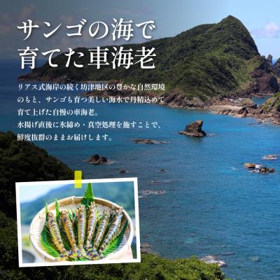 ふるさと納税 南さつま市 【鹿児島県産】冷凍 車海老 600g (加熱用) 車エビ 車えび くるまえび 海老 冷凍 南さつま市 |  | 02