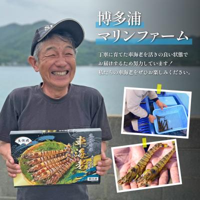 ふるさと納税 南さつま市 【鹿児島県産】冷凍 車海老 600g (加熱用) 車エビ 車えび くるまえび 海老 冷凍 南さつま市 |  | 03