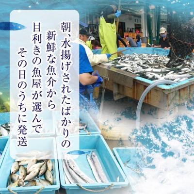 ふるさと納税 陸前高田市 【特選】三陸海の恵み詰め合わせ【下処理済】(2〜3人用) 魚 鮮魚 海鮮 貝 天然 刺身 旬 三陸産 |  | 01