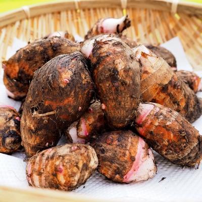 ふるさと納税 小郡市 里芋 ねっとりもちもち 小郡産 赤芽大吉2.5kg ふくおかエコ農産物認証[No5354-0347]