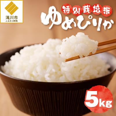 ふるさと納税 滝川市 [令和7年産]特別栽培米ゆめぴりか 5kg 特A 減農薬 白米 ブランド米 北海道滝川市