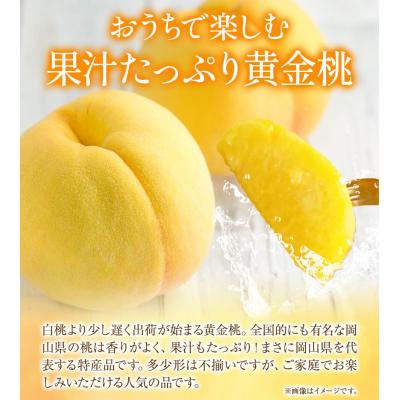 ふるさと納税 笠岡市 【2027年発送先行予約】ご家庭用 黄金桃 桃