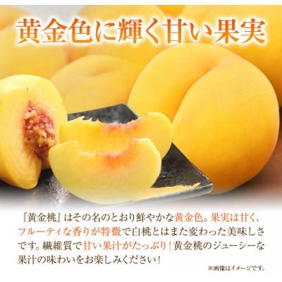 ふるさと納税 笠岡市 【2027年発送先行予約】ご家庭用 黄金桃 桃