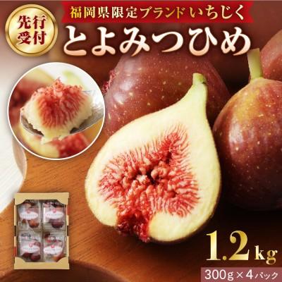 ふるさと納税 宗像市 【寄附額改定!】プレミアムいちじく とよみつひめ　1.2kg【JAほたるの里】_HA0278 | 